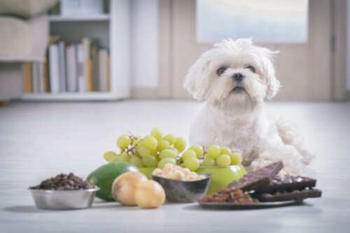 Pies produkty zabronione, a gdy psu skończy się karma?