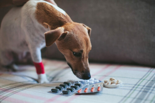 Pies patrzy na tabletki