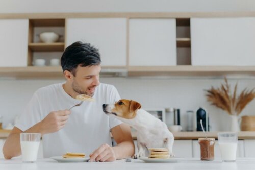 Pies zjada śniadanie z panem