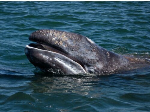 Pływacz szary, z serii rodzaje wielorybów