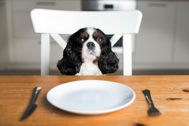 Co zrobić, gdy mojemu psu skończy się karma?