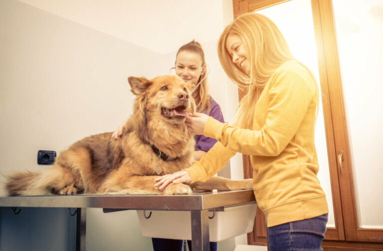 Zapalenie gruczołu krokowego u psów: objawy i leczenie