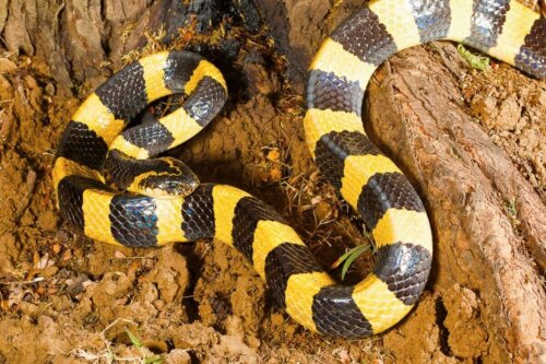 Wąż krait, gatunek jadowitego węża