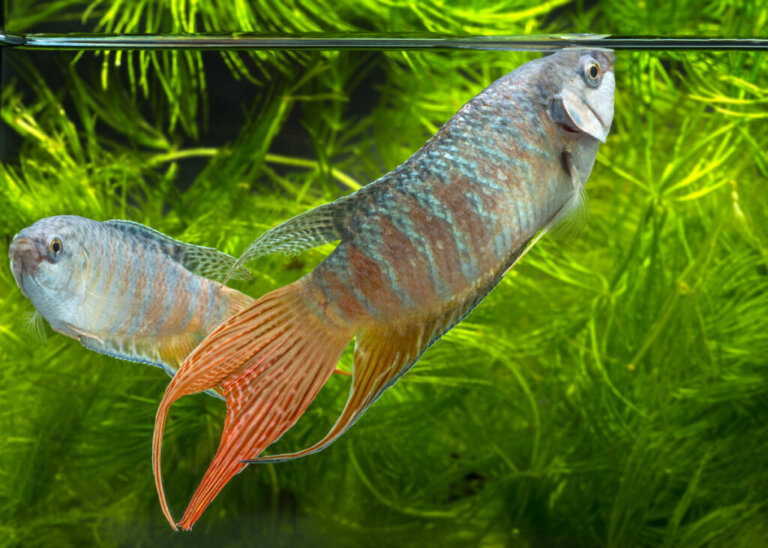 6 zwierząt, które nie potrzebują filtra do życia w swoim akwarium