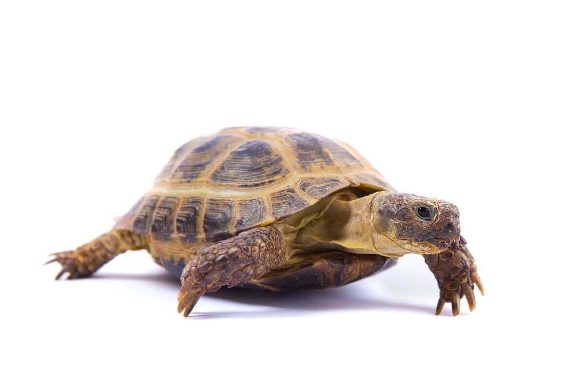 Żółw stepowy