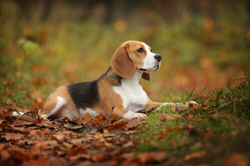 Beagle leży na trawie