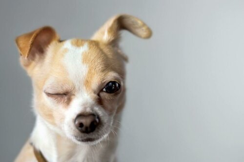 Chihuahua ma zagięte uszy
