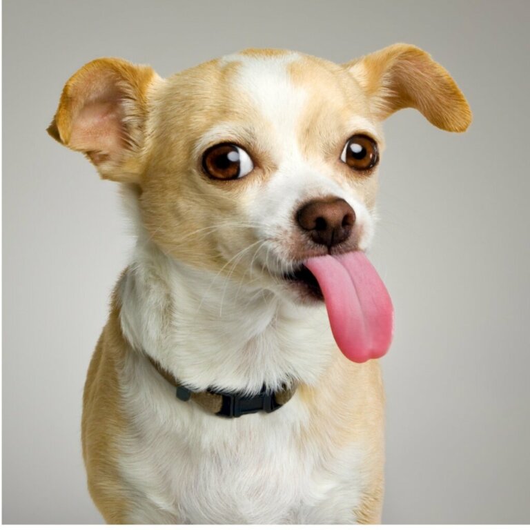 Mój Chihuahua ma zagięte uszy, czy to normalne?