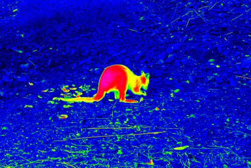 Kangur widzenie termowizyjne, wzrok węży