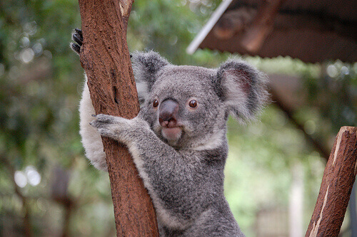 Koala na drzewie, przykład zwierząt żyjących na drzewach