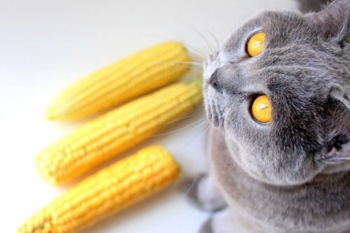 Kot patrzy na kukurydzę