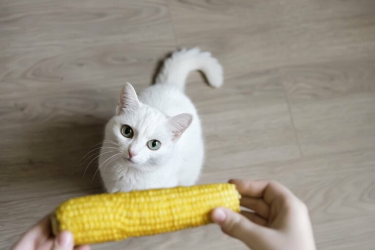 Czy koty mogą jeść kukurydzę?