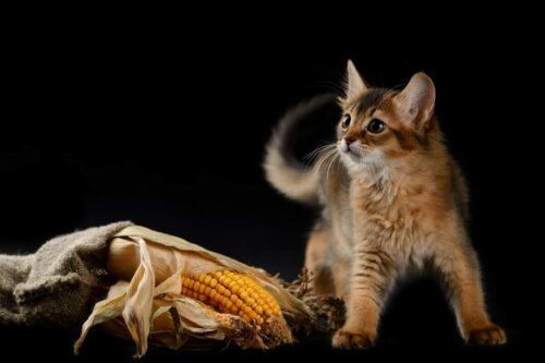 Kotek i kolba kukurydzy
