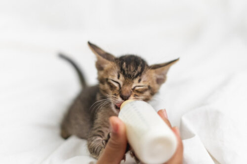 Mały kotek poje mleko z butelki, a kiedy koty otwierają oczy?