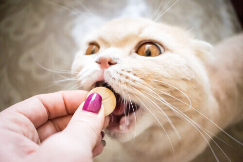 Kot przyjmuje lekarstwo na kulawiznę u kotów