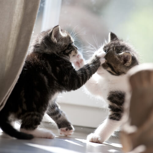 Czy wiesz, dlaczego koty walczą ze sobą?