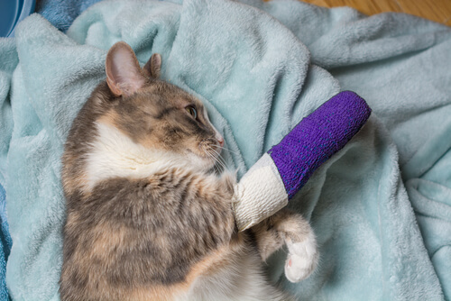 Kulawizna u kotów: najczęstsze przyczyny i leczenie