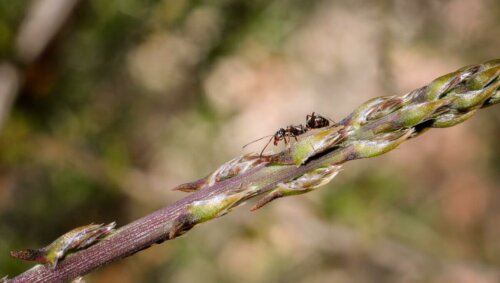 Mrówka Oecophylla tka gniazdo na gałęzi