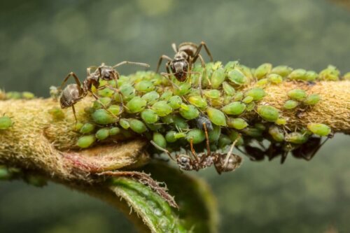 Mszyce i mrówki, mutualizm w biologii