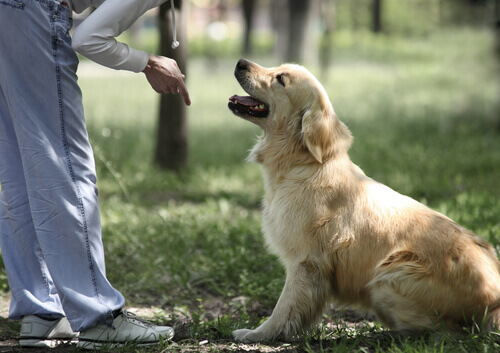 Szkolenie psa i nauka komendy siad