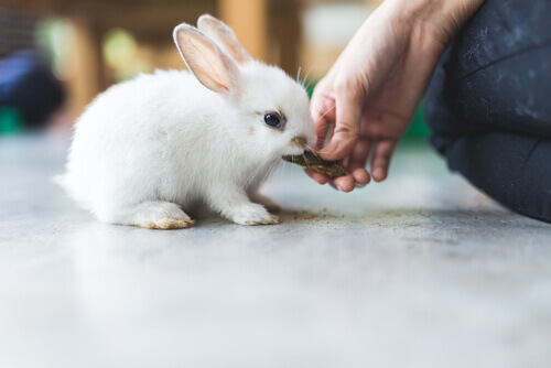 Odżywianie króliki miniaturki