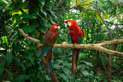Papugi w lesie tropikalnym