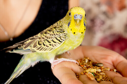Papużka na ręku i nasiona, a jaki jest trujący pokarm dla ptaków