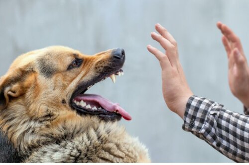 Pies szczerzy zęby na człowieka, jaka kara dla psa?