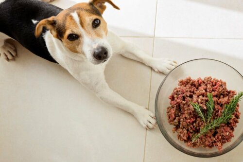 Pies leży nad miską, odpowiednie jedzenie, może zmienić życie psa