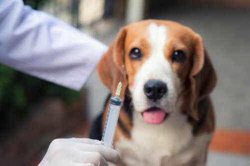 Pies patrzy na szczepionkę