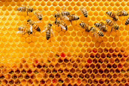 Plaster miodu i pszczoły, które budują własne domy