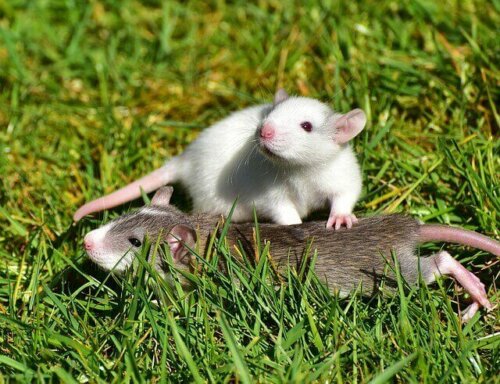 Szczury na trawie