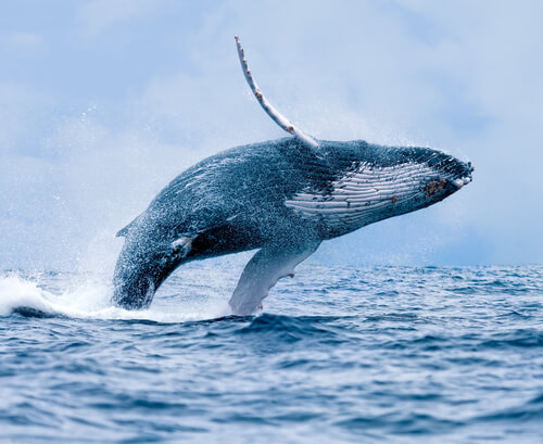 Wieloryb: siedlisko, zachowanie i cechy