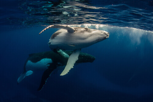 Wieloryb pływa w oceanie