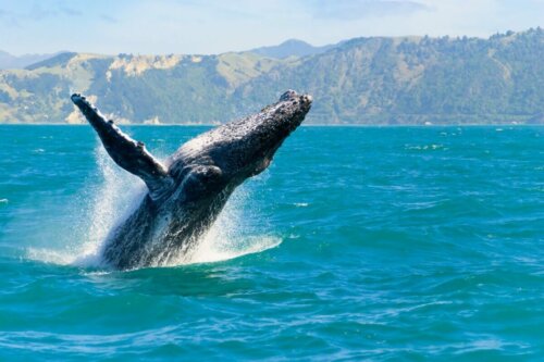 Wieloryb wyskakuje z wody