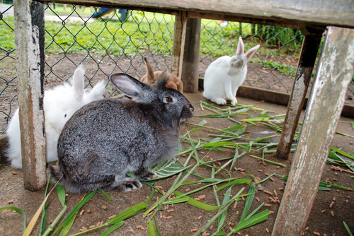 Różnice między królikami a zającami