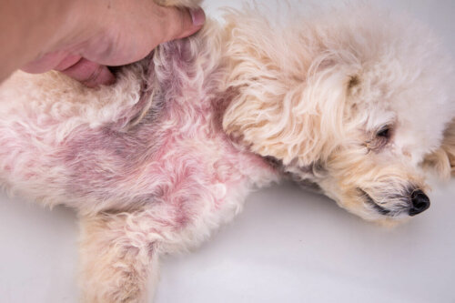 Zapalenie atopowe skóry u psa