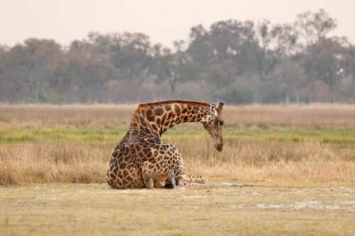 Żyrafa odpoczywa opierając głowę na plecach, te zwierzęta śpią najmniej