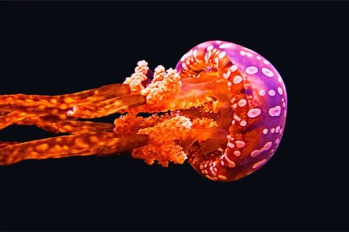 Gatunek meduzy