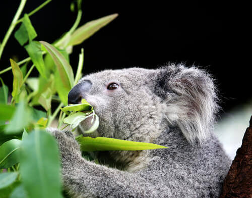 Koala je eukaliptus