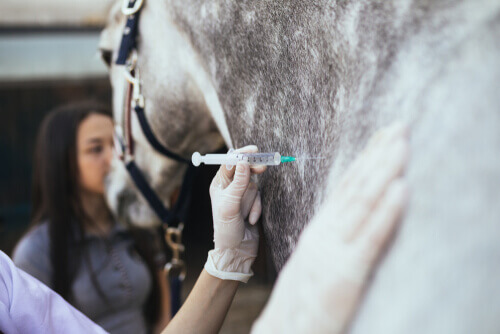 Gorączka Zachodniego nilu, koń przyjmuje szczepienie