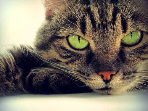 Kot i zielone oczy