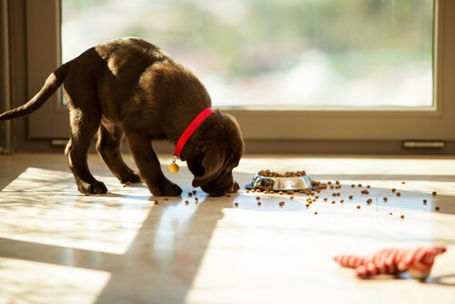 Wyrzucanie jedzenia z miski: dlaczego mój pies to robi?