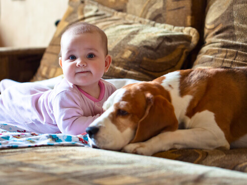 Dziecko Nora z psem Basset Hound