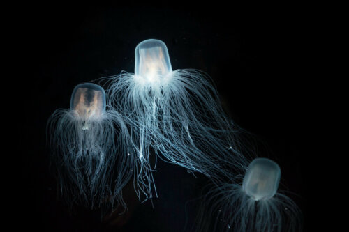 Osa morska, jedna z najbardziej jadowitych meduz na świecie.