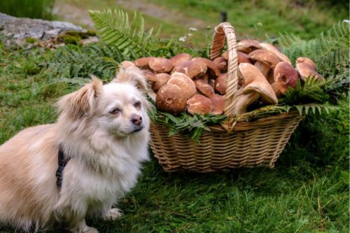 Pies w lesie i koszyk z grzybami