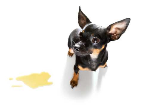 Piesek mocz, a jak pozbyć się zapachu moczu psa?