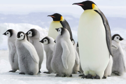 Pingwiny wśród najczystszych zwierząt