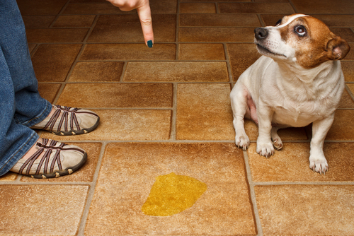 Wskazówki, jak pozbyć się zapachu moczu psa