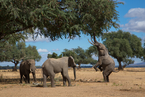 Słonie wykrywają drgania sejsmiczne generowane przez człowieka